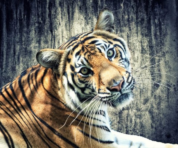Tiger_liegend-min